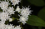 White snakeroot